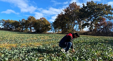 Kırklareli'nde Kanola ve Buğday Tarlalarındaki Kontroller Devam Ediyor