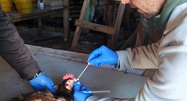 Kırklareli Pınarhisar’da Kuş Gribi Taraması Devam Ediyor