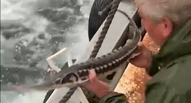 Kıyıköy Balıkçısından Örnek Davranış: Mersin Balığını Denize Bıraktı