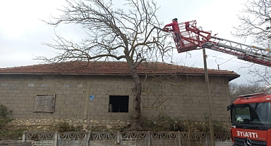 Kıyıköy Belediyesi'nden Güvenlik ve Sağlık İçin Budama Çalışmaları
