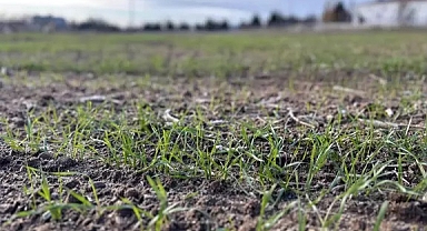 Prof. Dr. Kaya: Trakya'da bu kış da kar görmezsek, kuraklıktan son derece zarar göreceğiz