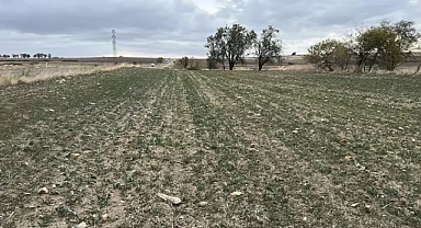 Trakya'nın 'sarı altın çiçeği' kanolayı kuraklık vurdu