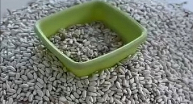 Vize'de Fasulyenin Tarladan Sofraya Yolculuğu