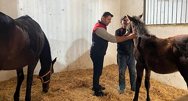 Vize İlçesinde Safkan Atlar Aşılandı