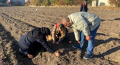 Vize İlçesinde Safran Hasadı Başladı