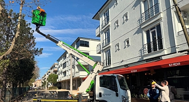 Babaeski Belediye Başkanı Fırat Yayla, Ağaç Budama Çalışmalarını İnceledi