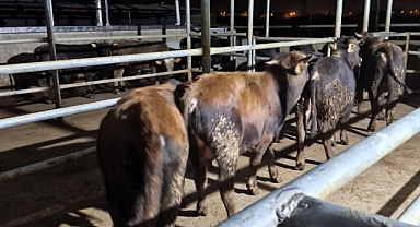 Babaeski’de Kaçak Hayvan Sevkine Karşı Denetimler Devam Ediyor