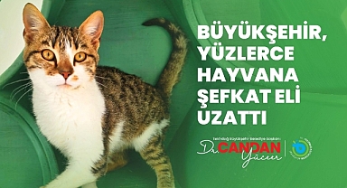 BÜYÜKŞEHİR YÜZLERCE HAYVANA ŞEFKAT ELİ UZATTI