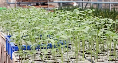 Edirne'de kuraklık ve hastalığa karşı dayanıklı yeni ayçiçeği türü geliştirildi