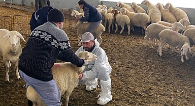 Kırklareli'nde Arı İşletme Çalışmaları Devam Ediyor