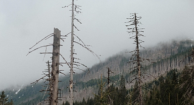 Kış Mevsiminde Doğada Hayatta Kalma İpuçları: Soğukla Baş Etmenin Yolları