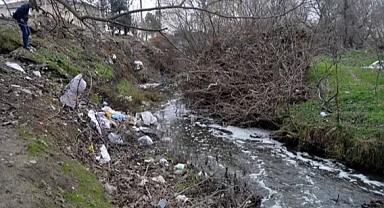 Saranlı Deresi'nde balık ölümlerine inceleme