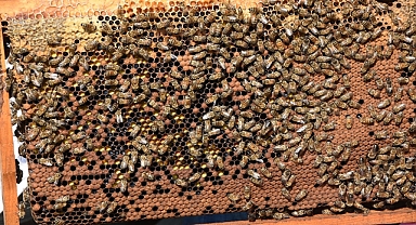 TEKİRDAĞ BÜYÜKŞEHİR BELEDİYESİ'NDEN 'ARI YAŞAM GÜCÜ PROJESİ'