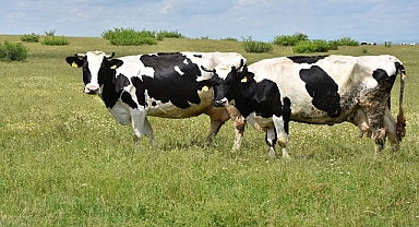 TEKİRDAĞ BÜYÜKŞEHİR BELEDİYESİ'NDEN SÜT ÜRETİCİLERİNE YEM DESTEĞİ