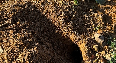 Kırklareli'nde Hububat Alanlarında Tarla Faresi Kontrolleri Devam Ediyor