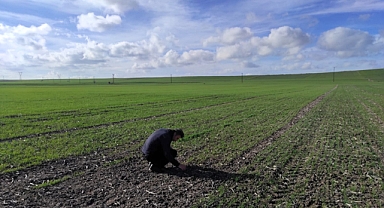 Müsellim Köyü'nde Buğday Tarlası Kontrollerini Gerçekleştirdi