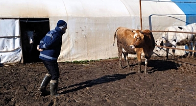 Pınarhisar'da Hayvancılık İşletmeleri Denetimleri Devam Ediyor