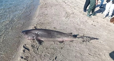 Tekirdağ'da sahile ölü köpek balığı vurdu