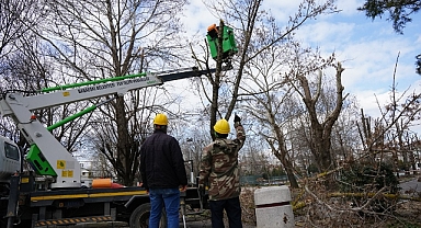Babaeski Belediyesi Ağaç Budama Çalışmalarını Sürdürüyor