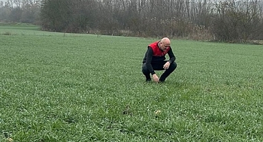 Babaeski'de Buğday Ekimi Arazilerinde Fenolojik Gözlemler Yapıldı