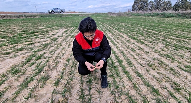 Babaeski’de Hububat Ekiminde Fenolojik Gözlemler Devam Ediyor