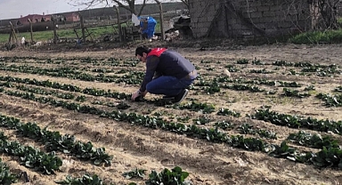Babaeski’de Tarım Alanlarında Teknik Kontroller Devam Ediyor