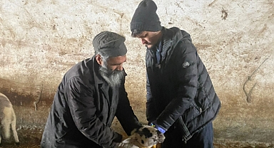 Pehlivanköy'de Küçükbaş Hayvan Sağlığı İçin Aşılama Çalışmaları Devam Ediyor