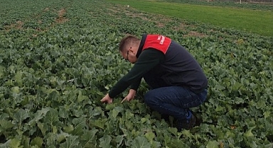Pınarhisar'da Kanola Ekimi ve Fenolojik Gözlemler Yapıldı