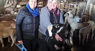 Pınarhisar'da Küçükbaş Hayvanlara Çiçek Aşısı ve Kayıt Altına Alma Çalışmaları