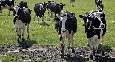 Projenin Hedefi: Sürdürülebilir Et Üretimi