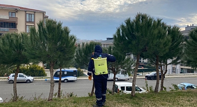 Süleymanpaşa Belediyesinden Çam Kese Böceği ile Etkin Mücadele