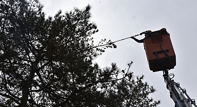 TEKİRDAĞ'DA ÇAM KESE BÖCEĞİ İSTİLASI