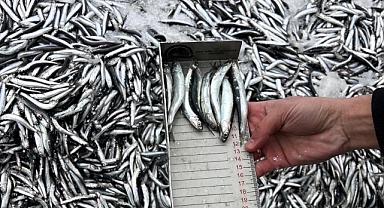 Vize’de Hamsi Kotası Denetimleri