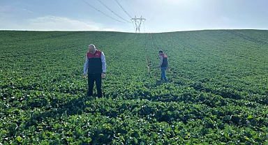 Babaeski’de Kanola Ekili Arazilerde Fenolojik Gözlemler Yapıldı 