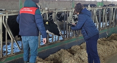 Babaeski’de Şap Aşılama Çalışmaları Devam Ediyor