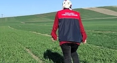 Babaeski’de Yerli Buğday Çeşitleri Yakından Takip Ediliyor