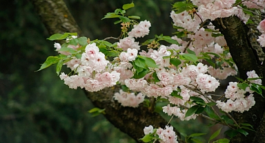Bahar ve Nevruz: Yeniden Doğuşun ve Bereketin Simgesi