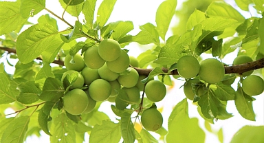 Erik Yemenin Şaşırtıcı Faydaları: Bağışıklığı Güçlendiriyor, Sindirimi Kolaylaştırıyor!