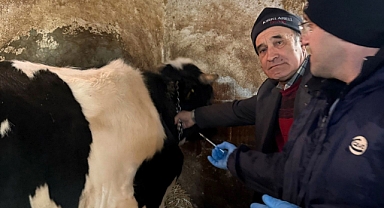 Hamitabat Köyünde Hayvan Sağlığı İçin Kan Alım Çalışmaları Yapıldı