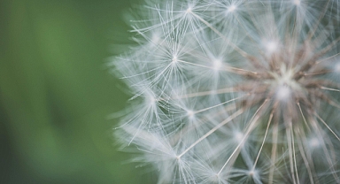 İlkbahar Alerjisi Kapıda! Mevsim Geçişlerinde Sağlığınızı Nasıl Koruyabilirsiniz?