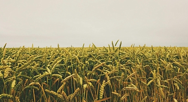 Kırklareli’nde 2024 Yılı Hububat ve Mısır Desteği Askıya Çıkarıldı