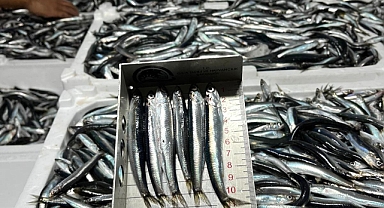 Kırklareli'nde Hamsi Avcılığına Büyük Katkı: 13.008 Kg Hamsi Karaya Çıkarıldı