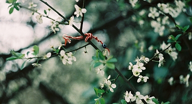 Marteniçka: Baharın Müjdecisi Geleneksel Bileklik