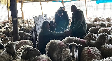 Pehlivanköy’de Hayvan Sağlığı ve Tarımsal Takip Çalışmaları Devam Ediyor