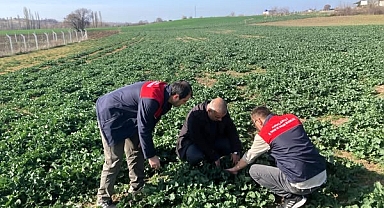 Pınarhisar’da Kanola Ekim Alanlarında Fenolojik Gözlem Yapıldı