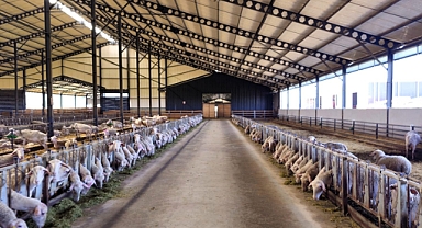 Pınarhisar’da Küçükbaş Hayvancılık İşletmesi Denetlendi