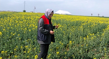 Babaeski’de Tarım Arazilerinde Fenolojik Gözlem ve Zararlı Mücadelesi 