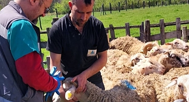 Demirköy’de Küçükbaş Hayvanlara Aşılama ve Küpeleme Çalışması