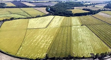Edirne'de çeltik üreticisinde 'kuraklık' endişesi