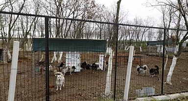 Edirne’de sokak hayvanlarına ‘doğal yaşam alanı’ için 11 milyon liralık yatırım